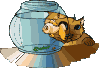 gatto segue pesce.gif